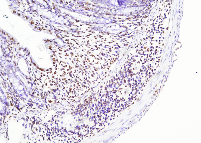 Mouse Colon Tissue incubated with DNase I for 10 min