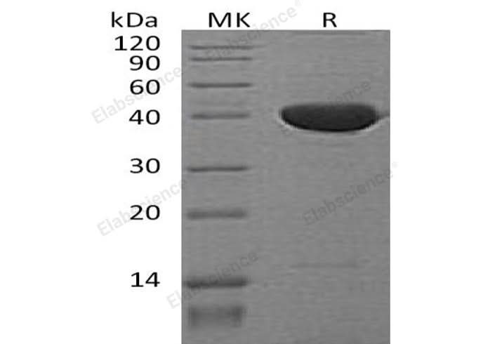 > 95 % as determined by reducing SDS-PAGE.