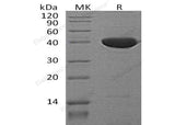 > 95 % as determined by reducing SDS-PAGE.