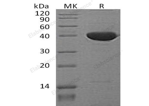 > 95 % as determined by reducing SDS-PAGE.