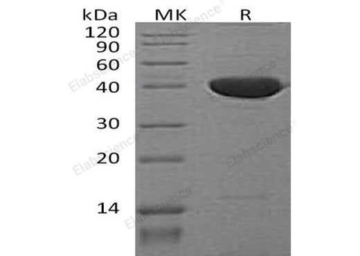 > 95 % as determined by reducing SDS-PAGE.