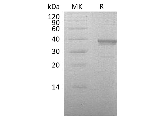 > 90 % as determined by reducing SDS-PAGE.