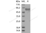 > 97 % as determined by reducing SDS-PAGE.
