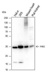Anti-Human/Rat/Mouse PHB2 Antibody [A330]