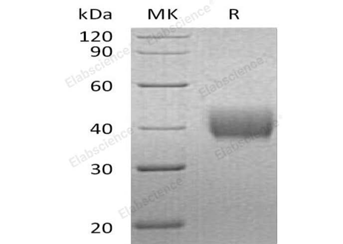 > 90 % as determined by reducing SDS-PAGE.