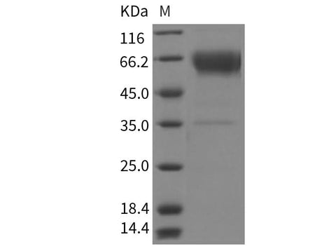 > 90 % as determined by reducing SDS-PAGE.
