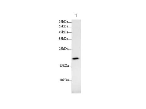 Anti-Mouse DAND5 Antibody - ABMIUM