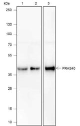Anti-Human/Rat/Mouse PRAS40 Antibody [A589]