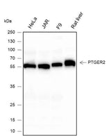 Anti-Human/Rat/Mouse PTGER2 Antibody [A344]