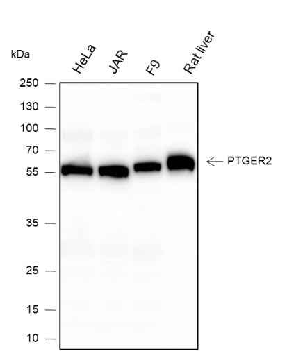 Anti-Human/Rat/Mouse PTGER2 Antibody [A344]