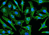 Anti-Human CD44 Antibody - ABMIUM