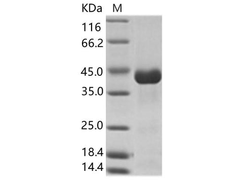 > 90 % as determined by reducing SDS-PAGE.