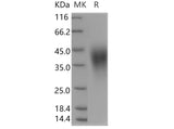 > 95 % as determined by reducing SDS-PAGE.