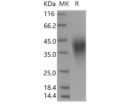 > 95 % as determined by reducing SDS-PAGE.