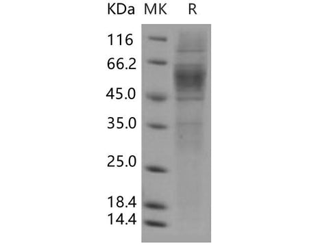 > 80 % as determined by reducing SDS-PAGE.