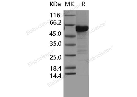 > 88 % as determined by reducing SDS-PAGE.
