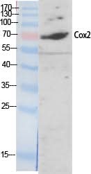 Western Blot analysis of A549 cells using COX2 Polyclonal Antibody at dilution of 1:2000.
