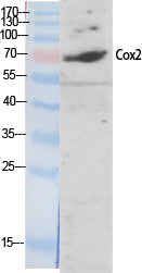 Western Blot analysis of A549 cells using COX2 Polyclonal Antibody at dilution of 1:2000.