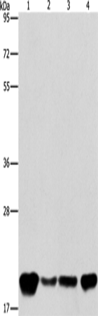 Anti-Human/Mouse/Rat PEBP1 Antibody - ABMIUM