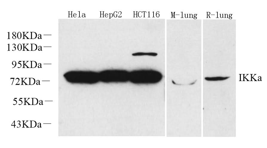 Western Blot analysis of various samples using IKK alpha Polyclonal Antibody at dilution of 1:1000.