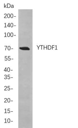 Anti-Human/Mouse/Rat YTHDF1 Antibody [B759]