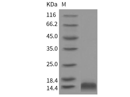 > 90 % as determined by reducing SDS-PAGE.