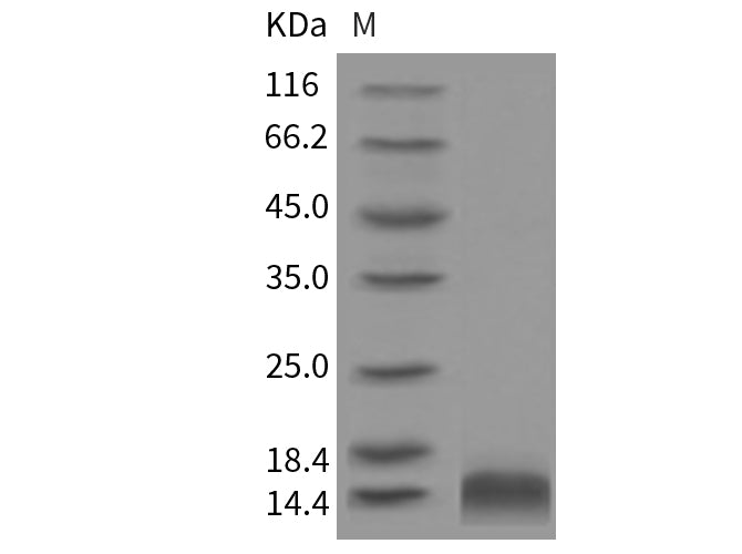 > 90 % as determined by reducing SDS-PAGE.