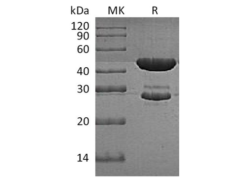 Recombinant E.coli Tryptophan Synthase Protein (His Tag) - ABMIUM