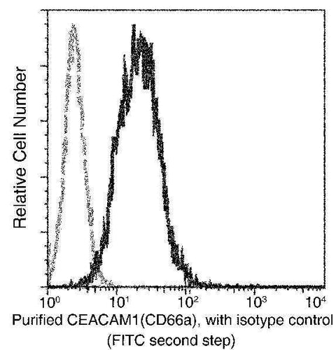 Anti-Human CEACAM1 Antibody [A958] - ABMIUM