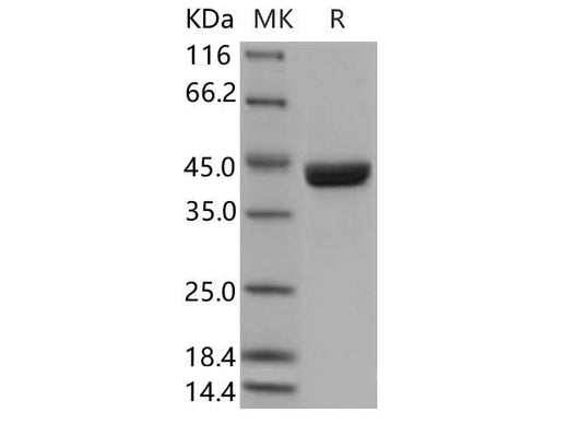 > 97 % as determined by reducing SDS-PAGE.
