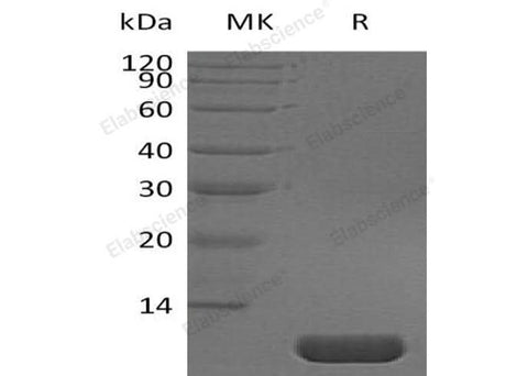 > 95 % as determined by reducing SDS-PAGE.