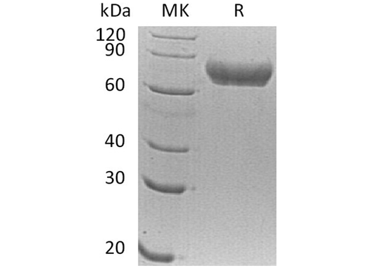 > 90 % as determined by reducing SDS-PAGE.