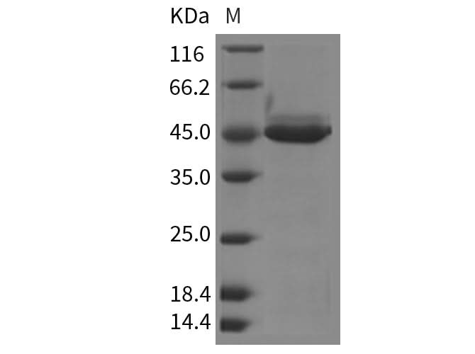 Recombinant Mouse YM1/ECF-L/Chil3 Protein (His Tag) - ABMIUM