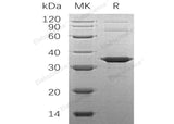> 95 % as determined by reducing SDS-PAGE.
