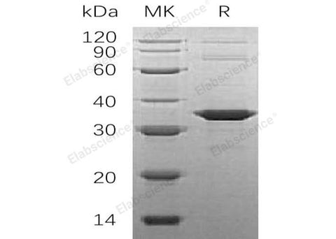 > 95 % as determined by reducing SDS-PAGE.