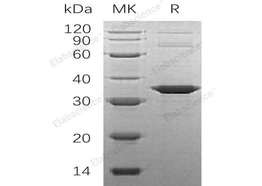 > 95 % as determined by reducing SDS-PAGE.