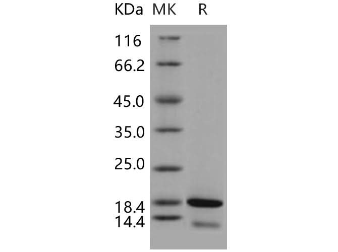 > 95 % as determined by reducing SDS-PAGE.