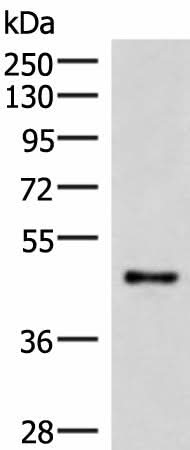 Western blot analysis of Mouse lung tissue lysate using IRX2 Polyclonal Antibody at dilution of 1:300