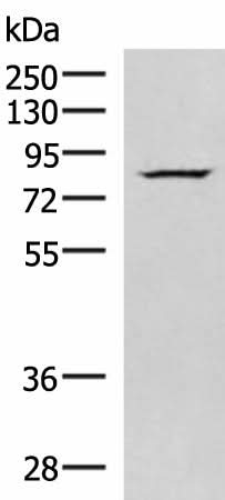Western blot analysis of HepG2 cell lysate using NASP Polyclonal Antibody at dilution of 1:800