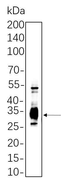 Anti-Human/Mouse/Rat Caspase-3 Antibody [B1144] - ABMIUM