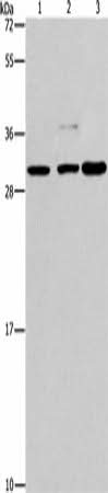 Anti-Human/Mouse/Rat CRKL Antibody - ABMIUM