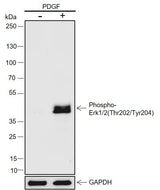 Anti-Mouse Phospho-Erk1/2(Thr202, Tyr204) Antibody [A823] - ABMIUM