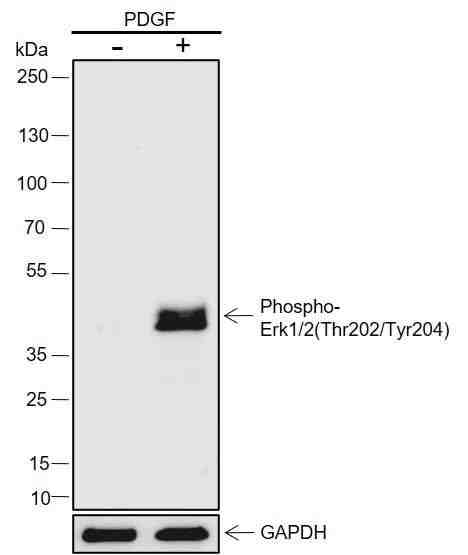 Anti-Mouse Phospho-Erk1/2(Thr202, Tyr204) Antibody [A823]