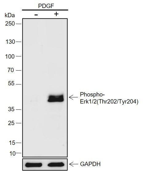 Anti-Mouse Phospho-Erk1/2(Thr202, Tyr204) Antibody [A823] - ABMIUM