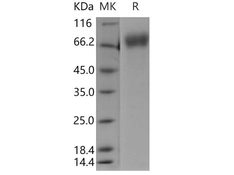 > 97 % as determined by reducing SDS-PAGE.