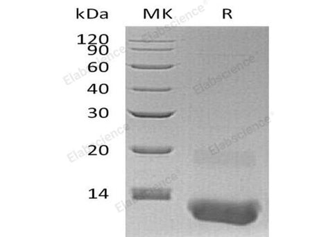 > 98 % as determined by reducing SDS-PAGE.