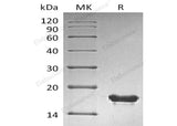 > 95 % as determined by reducing SDS-PAGE.