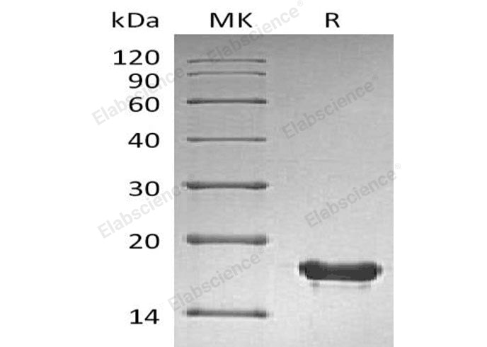 > 95 % as determined by reducing SDS-PAGE.