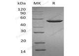 > 90 % as determined by reducing SDS-PAGE.