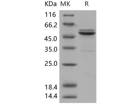 > 90 % as determined by reducing SDS-PAGE.